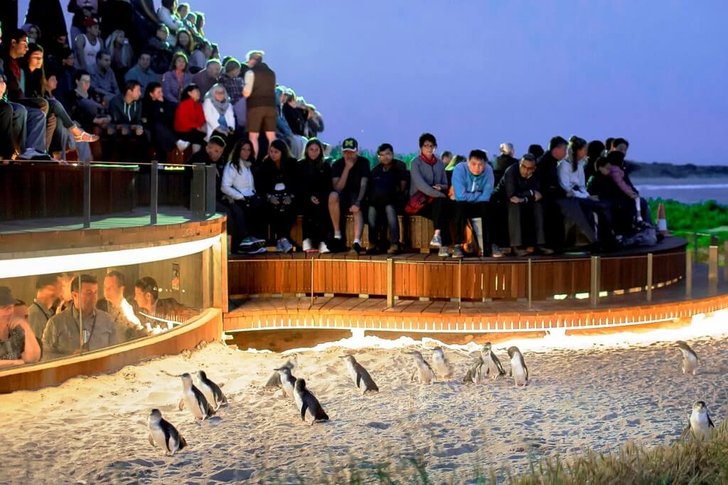 Desfile de pingüinos en Phillip Island