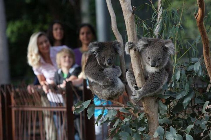 Мельбурнский зоопарк