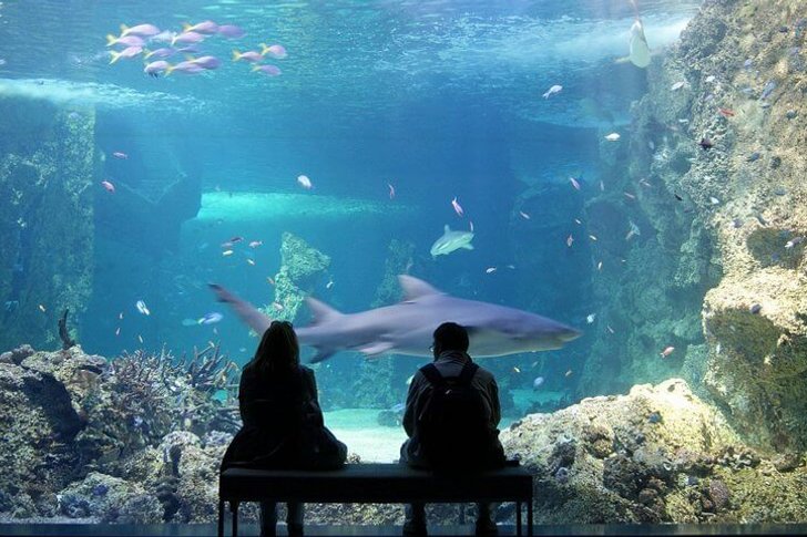 Aquarium de sydney