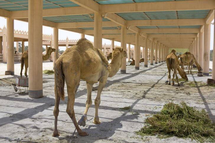 Kamelenboerderij (Koninklijke kamelenboerderij)