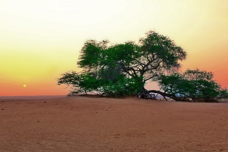 Drzewo życia w Bahrajnie
