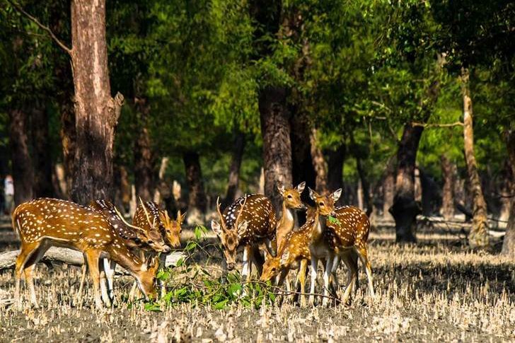 Sundarbans da floresta de mangue