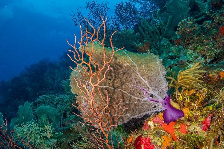 中美洲堡礁