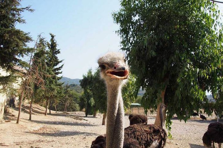 Granja de avestruces en Rodas