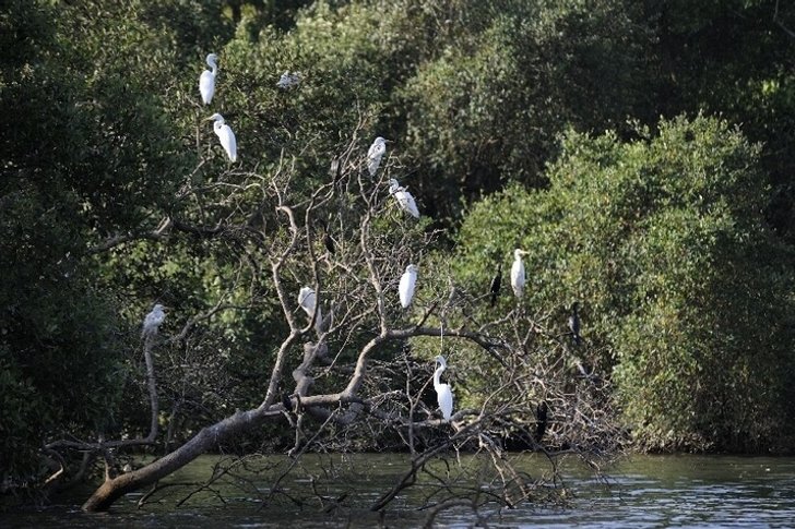 沙林阿里鸟类保护区