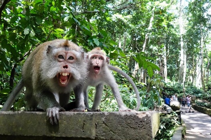 Floresta dos macacos em Ubud