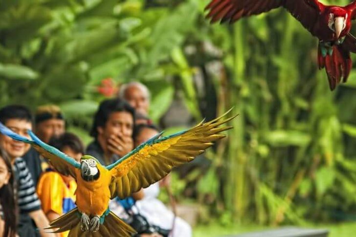 Parque das Aves em Bali