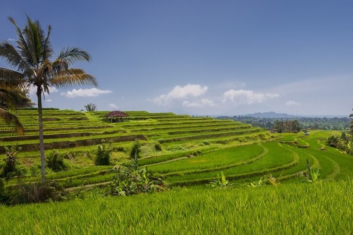 Terraços de arroz Jatiluwi