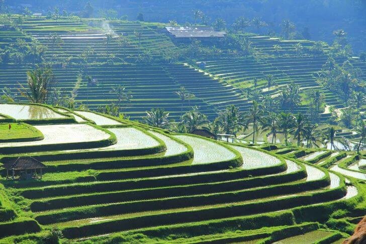 Rizières en terrasses à Bali (Jati Luvi)
