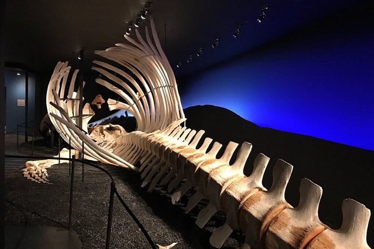 雷克雅未克和胡萨维克的鲸鱼博物馆