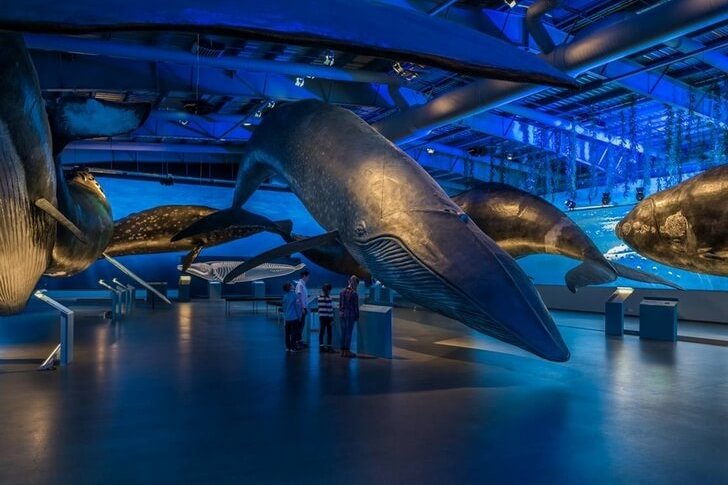 Muzeum „Wieloryby Islandii”