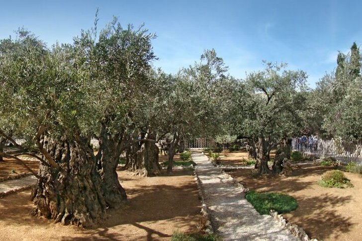 Jardin de Gethsémané