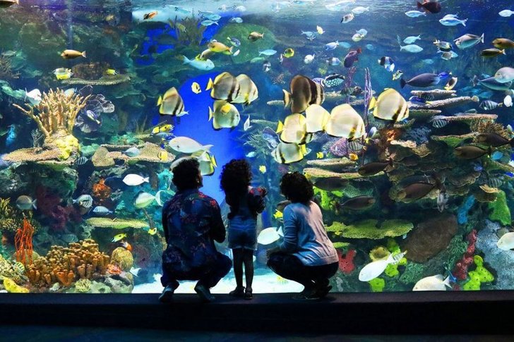 Ripley-aquarium (Toronto)