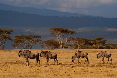 15 najlepszych rzeczy do zrobienia w Kenii