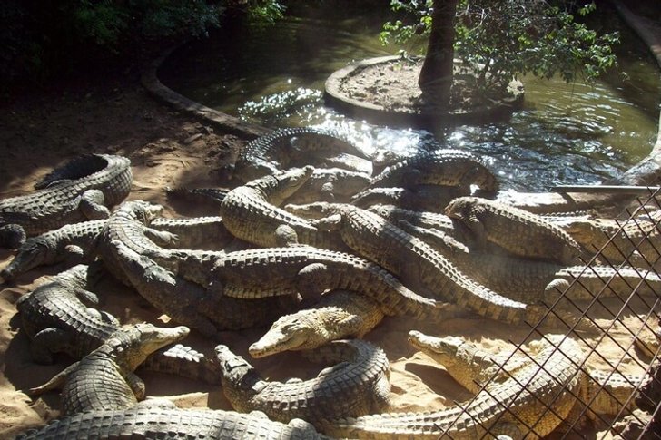 鳄鱼养殖场“曼巴村”