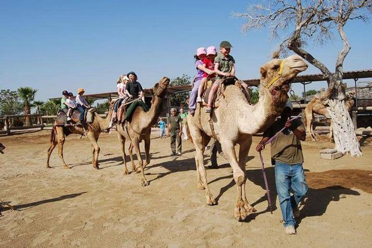 Parc de chameaux