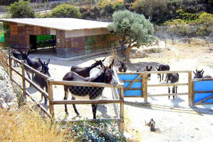 Donkey shelter