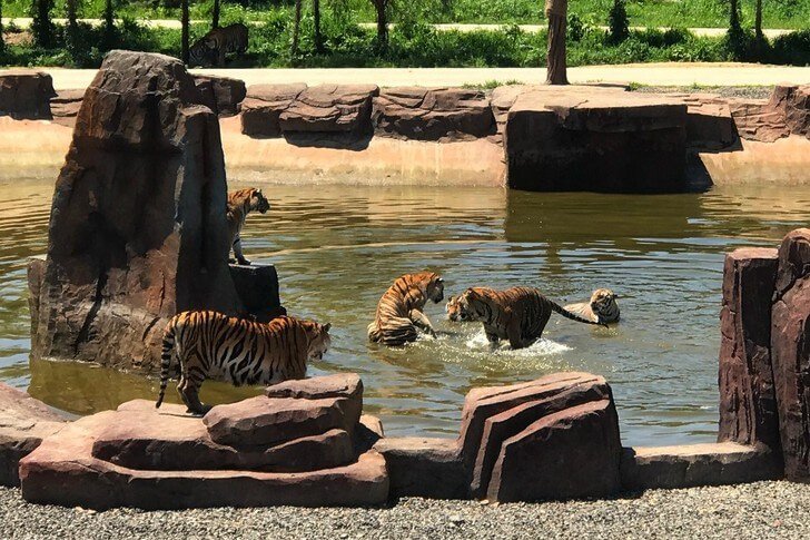 Park Tygrysów Syberyjskich