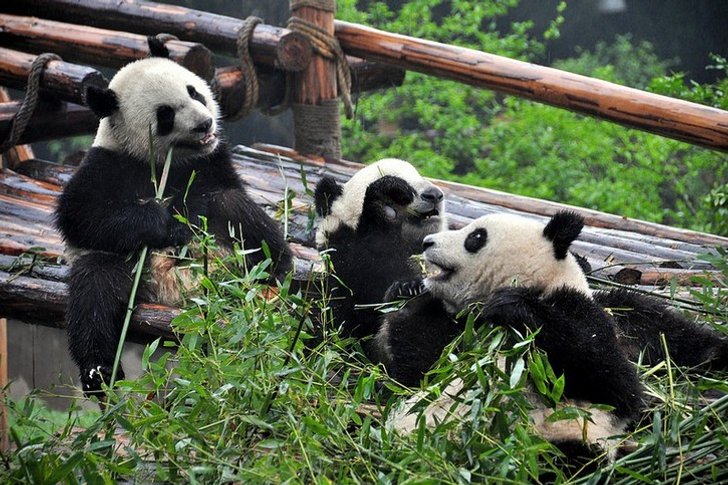 Vivero de investigación del panda gigante de Chengdu