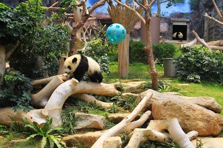 Giant panda pavilion