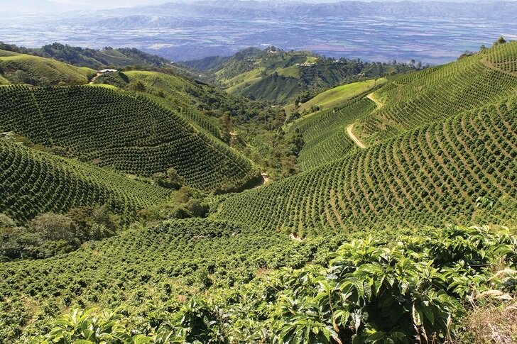 Colombian coffee cultural landscape