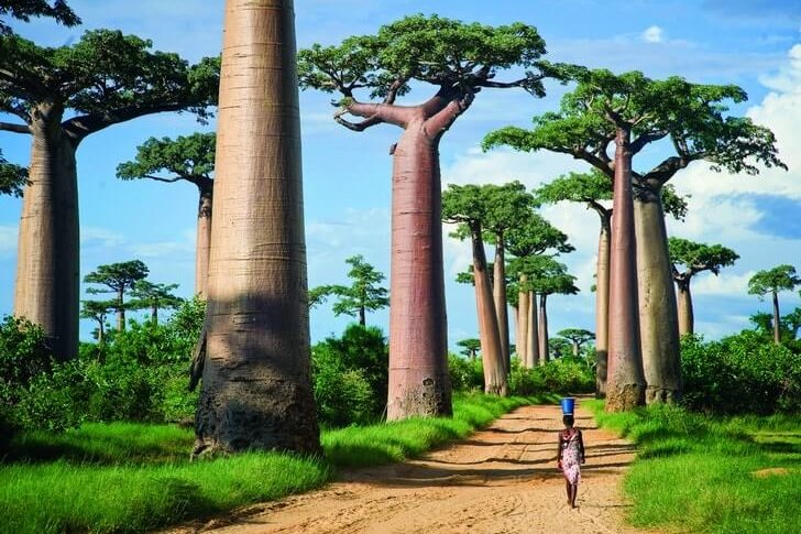 Allee der Baobabs