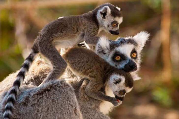Lemurs are the symbol of Madagascar