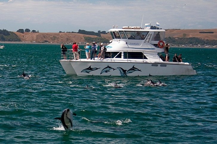 Ballenas y delfines en Kaikoura