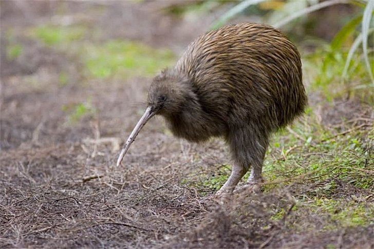 Pájaro kiwi (símbolo de Nueva Zelanda)