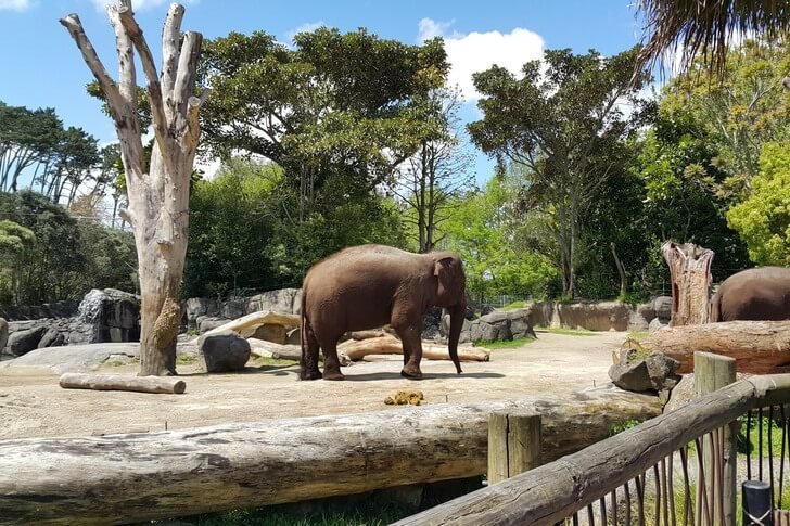 Zoo di Auckland