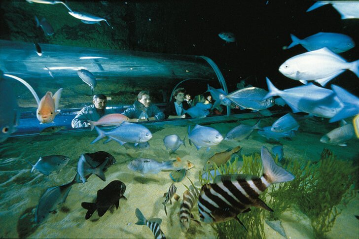 The Underwater World of Kelly Tarleton