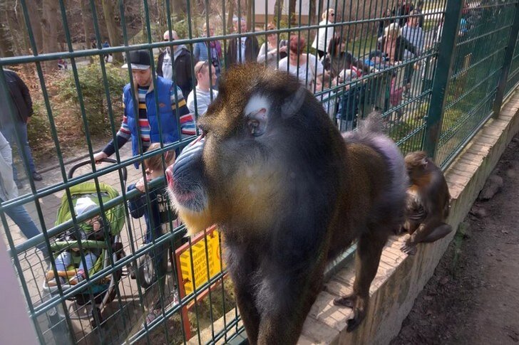 Zoo di Danzica