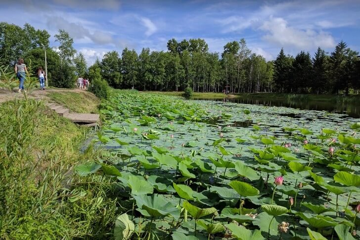 Lotus lake in Ivanovka
