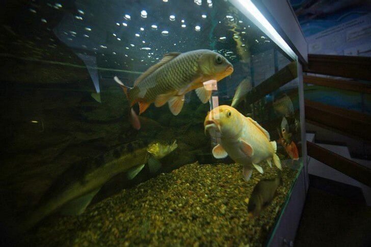 Museum-Aquarium Amur Fish