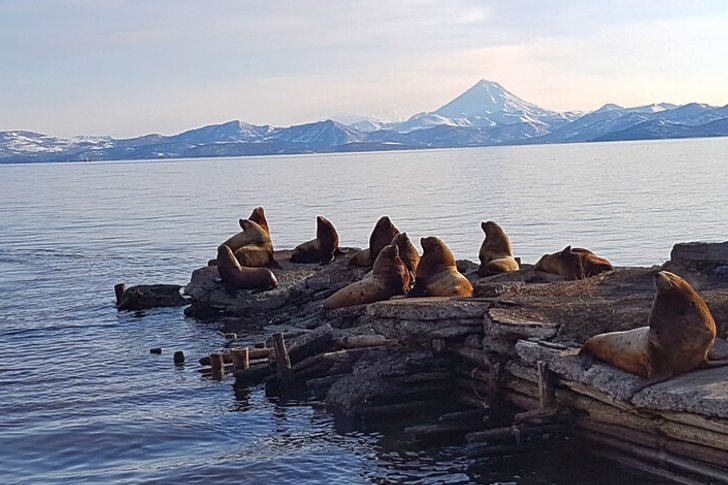 Sea lion rookery
