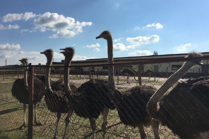 Granja de avestruces avestruz ruso