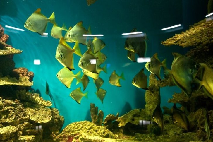 Zeeaquariummuseum van Sebastopol