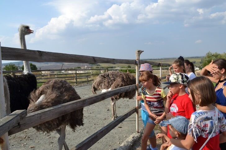 Denisovskaya ostrich farm