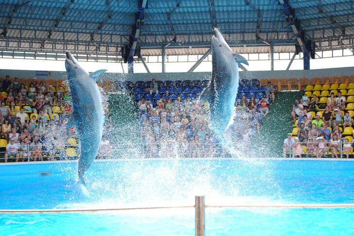 Dolphinarium Aqua World em Nebug
