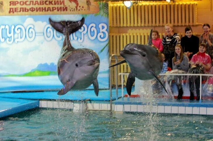 Yaroslavl Dolphinarium