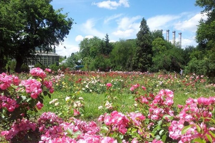 Ogród Botaniczny w Bukareszcie