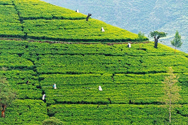 Tea plantations Nuwara Eliya