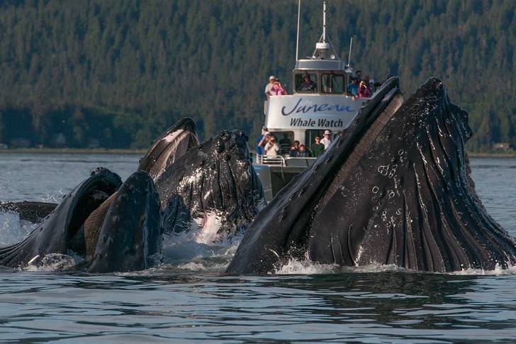 Balene a Juneau