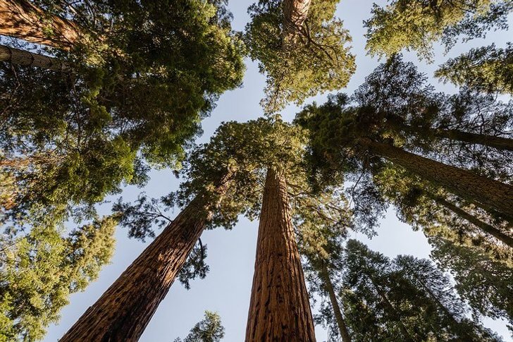 Sequoia-Nationalpark