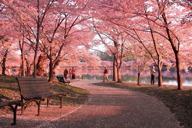 Cherry blossom festival