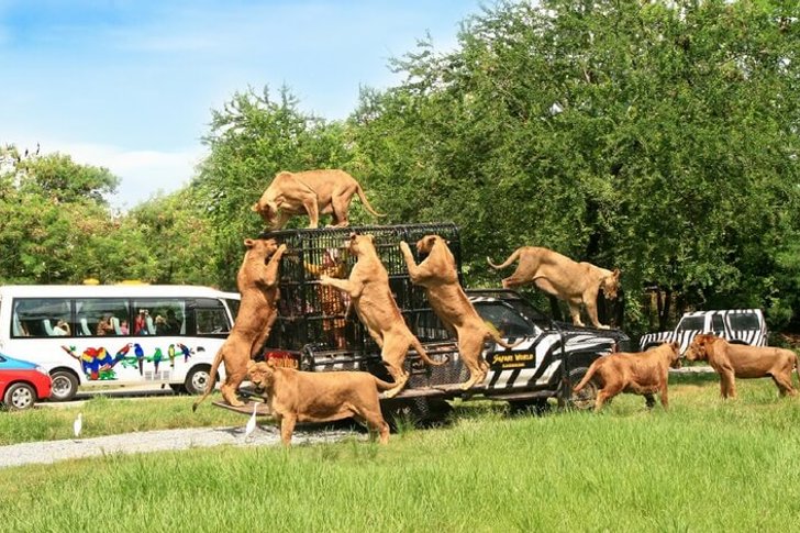Park rozrywki Safari World