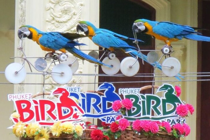 Parque das Aves de Phuket