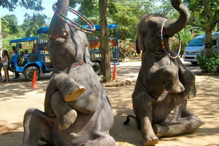 Villaggio degli elefanti a Pattaya