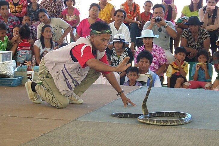 Fazenda de cobras em Pattaya