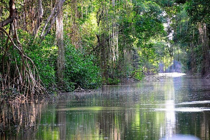 Caroni Swamp National Park